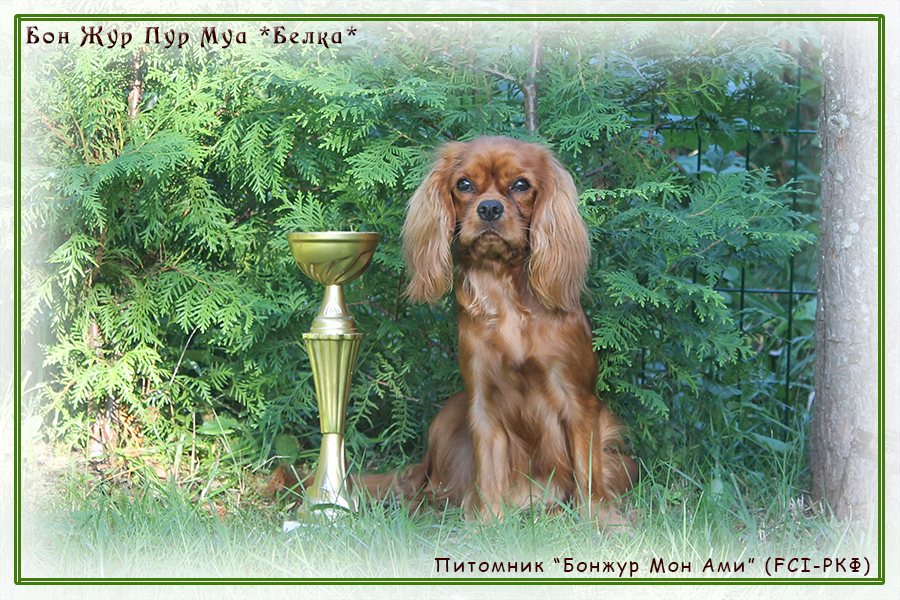 питомник Бонжур Мон Ами (СПб)