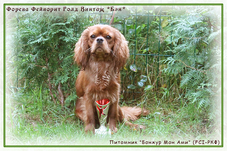 питомник Бонжур Мон Ами (СПб)