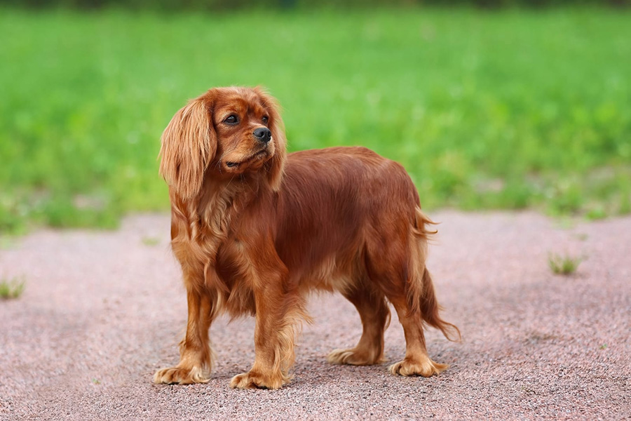 питомник Бонжур Мон Ами (СПб)