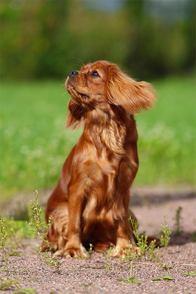 питомник Бонжур Мон Ами (СПб)