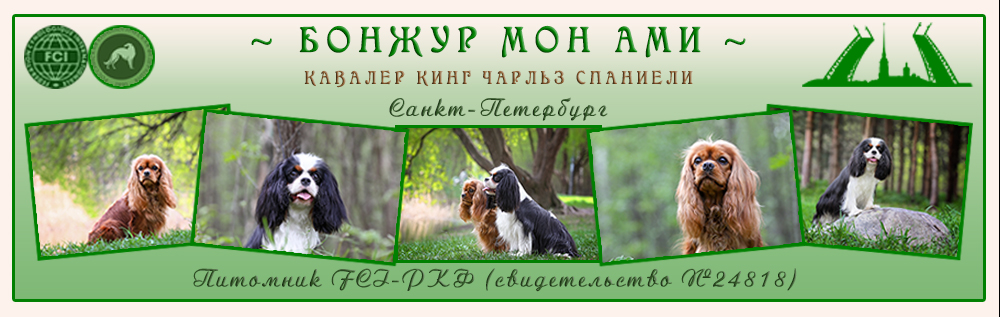 питомник кавалер кинг чарльз спаниелей "Бонжур Мон Ами" (СПб)